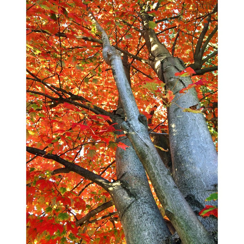 View from the Bottom  11 x 14 print